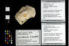 Foto (Objekt + Etiketten) von Goniodromites bidentatus (Reuss, 1859) 